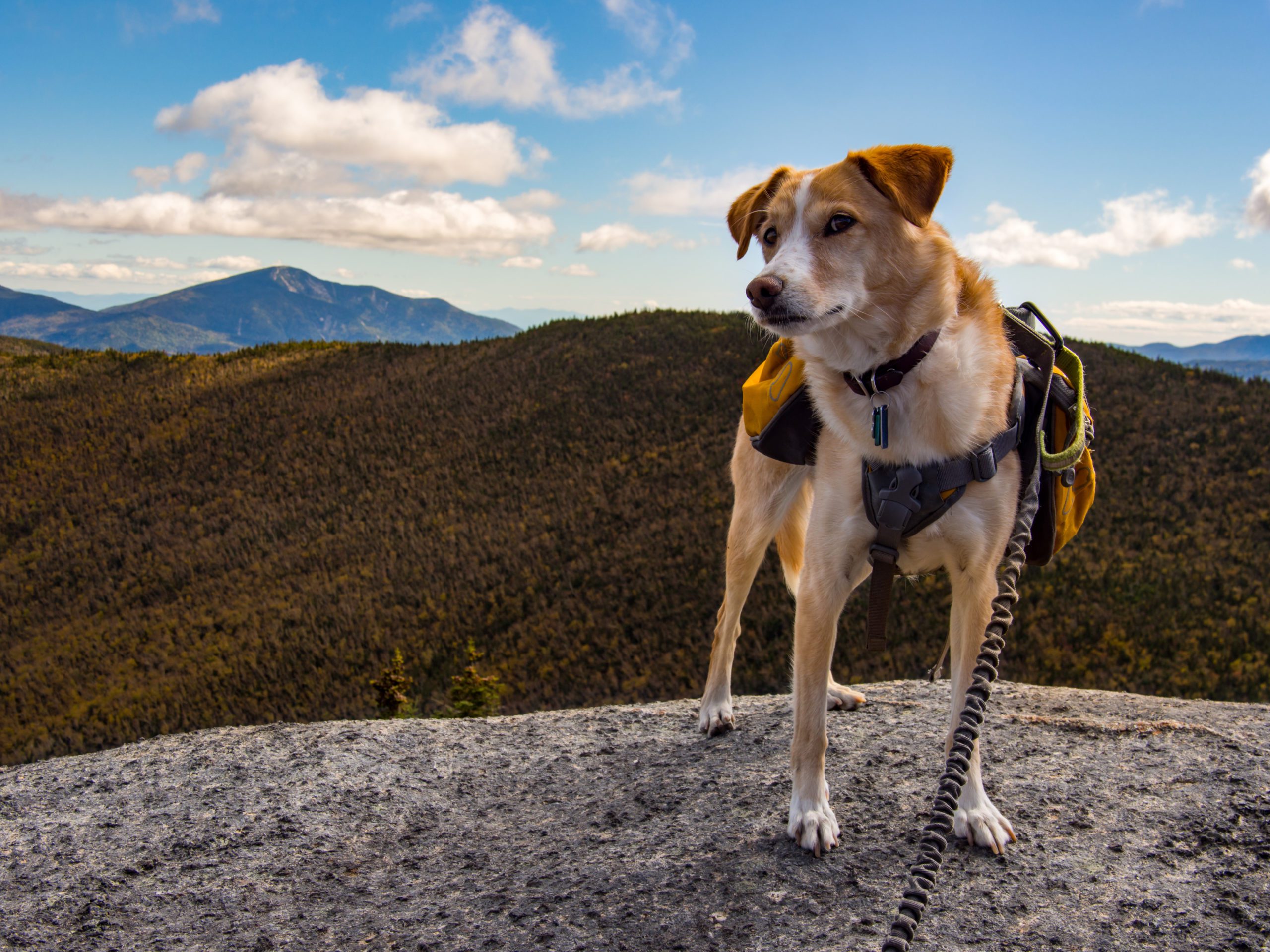 Hiking with Dogs Near Me: Unleash Adventure with Your Furry Friend
