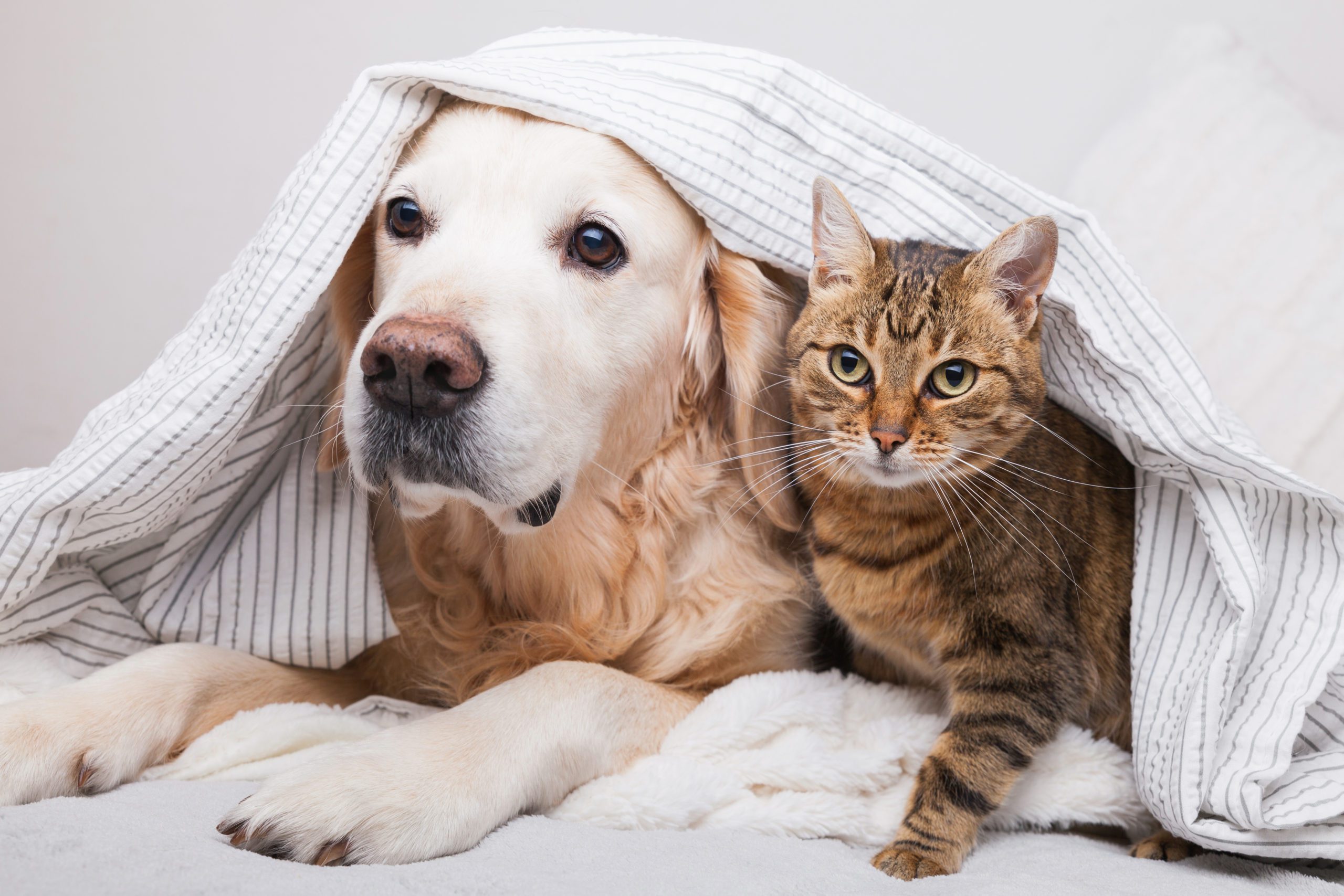 how-do-dogs-and-cats-get-along
