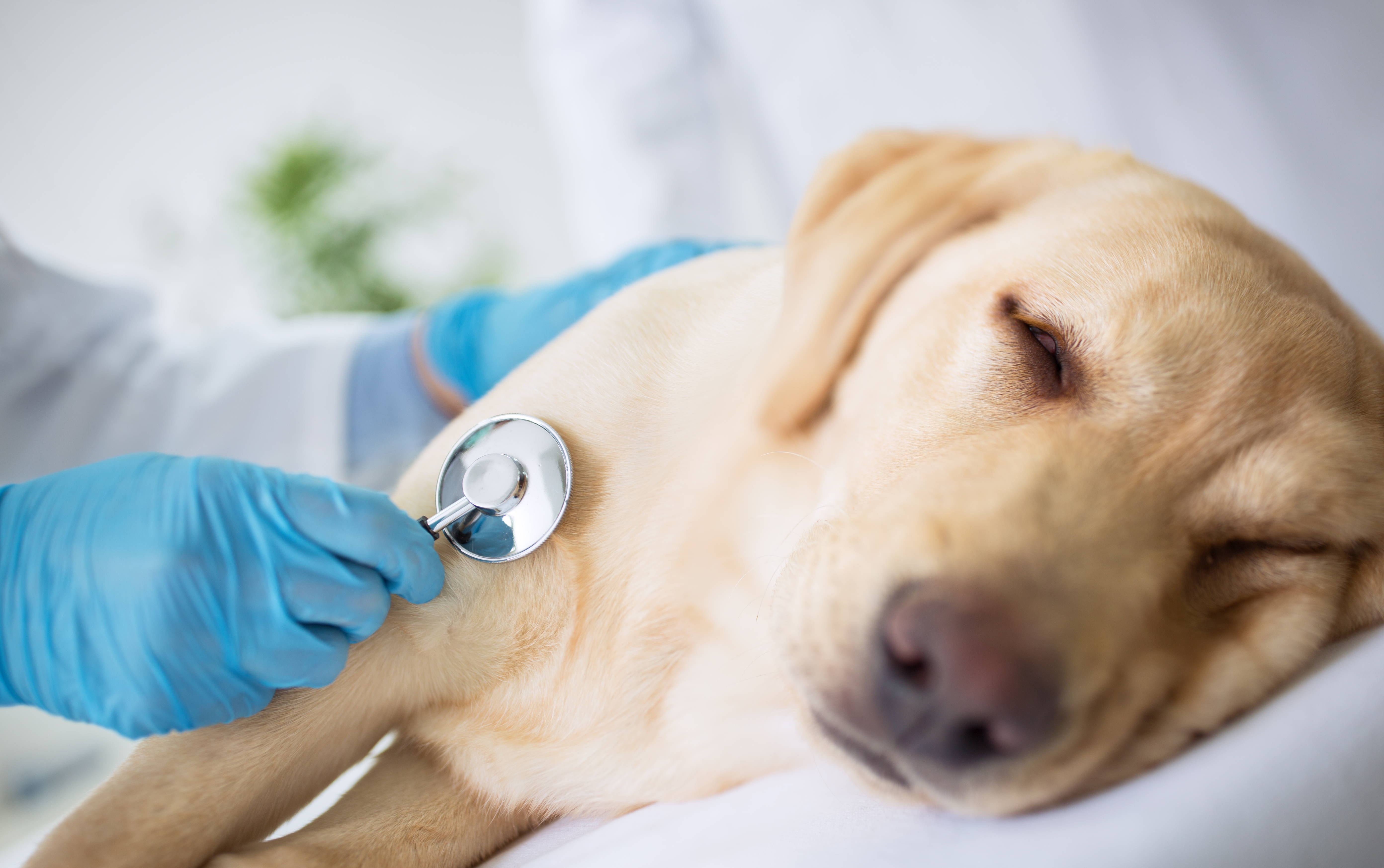 can dogs get food poisoning from humans